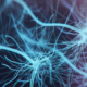 Azrieli Science Grants: RNA and the Brain